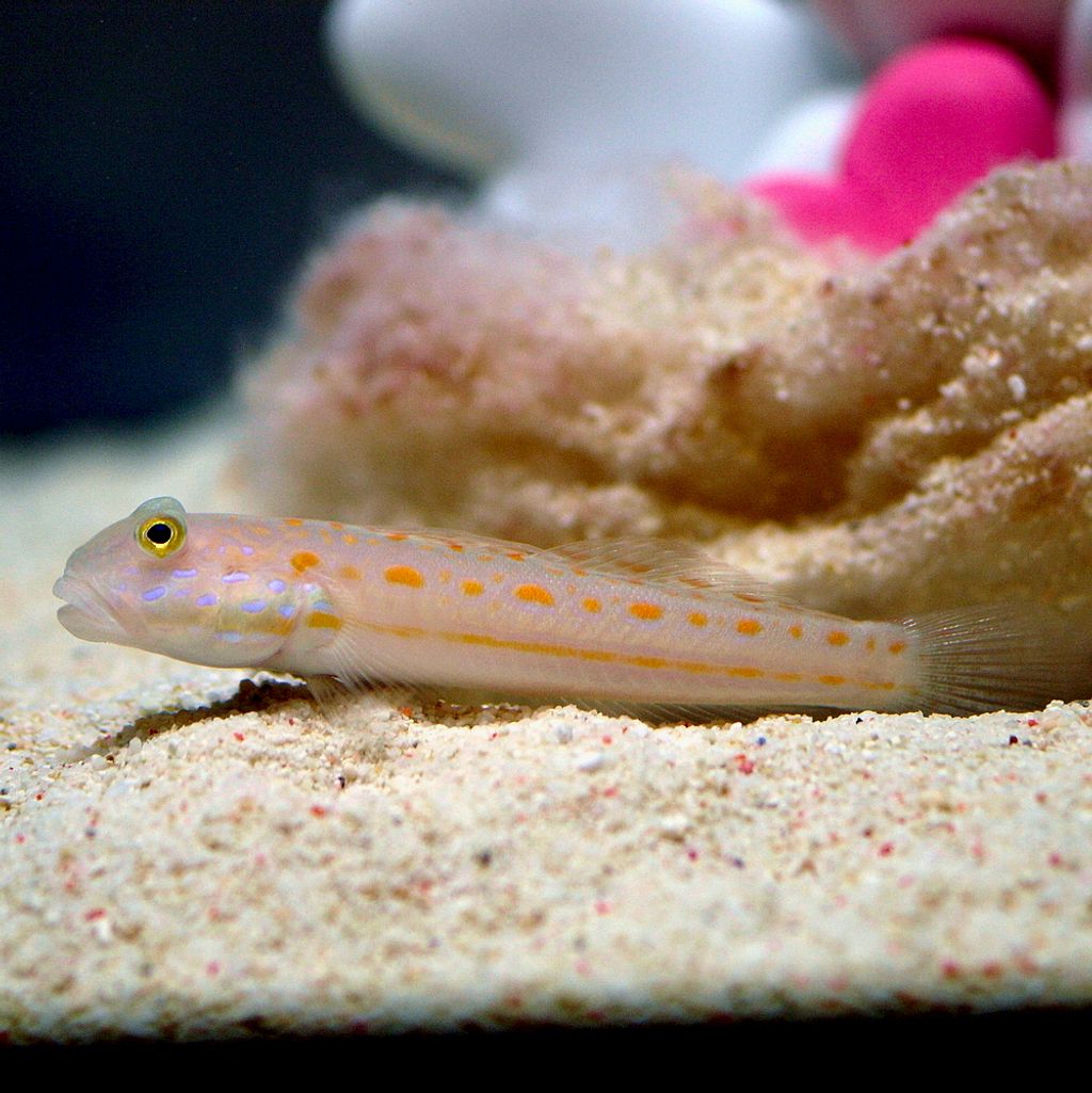 Diamond Watchman Goby