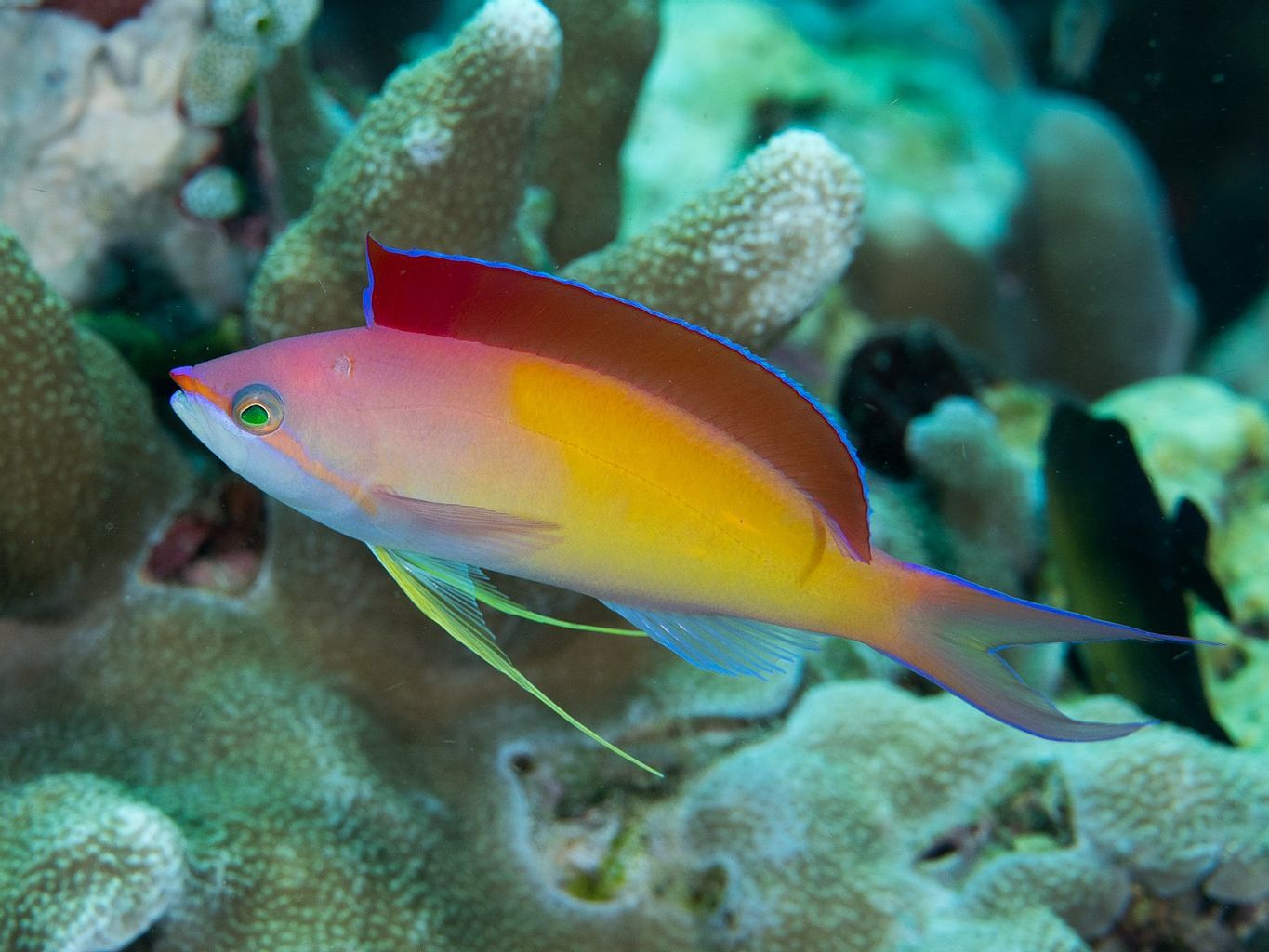 Dispar Anthias