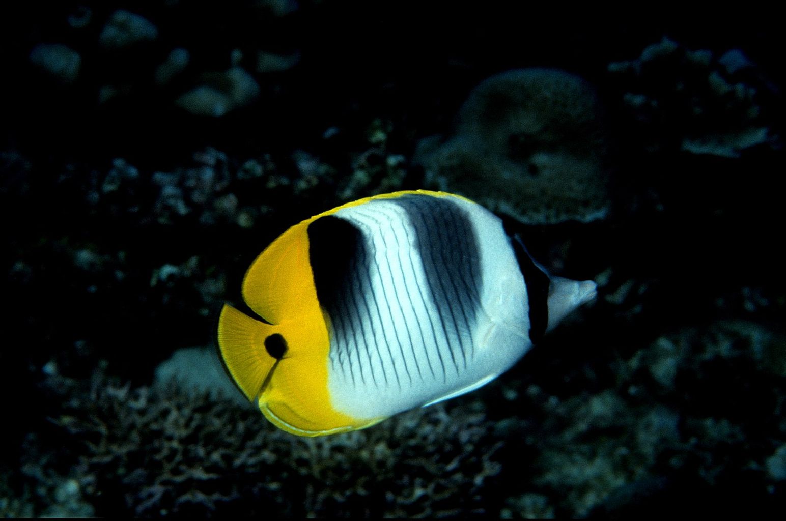 Double Saddle Butterflyfish