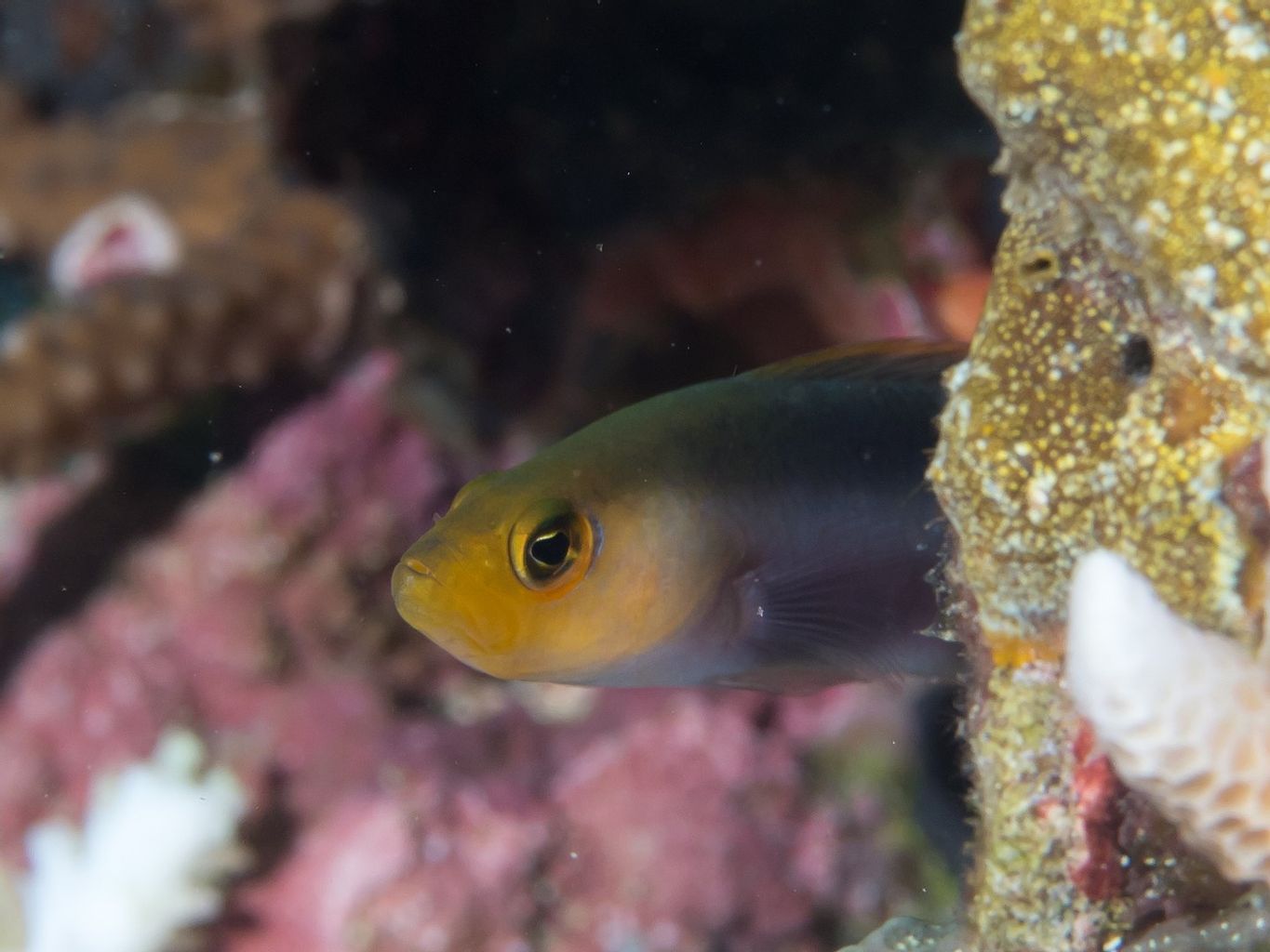 Double Striped Dottyback