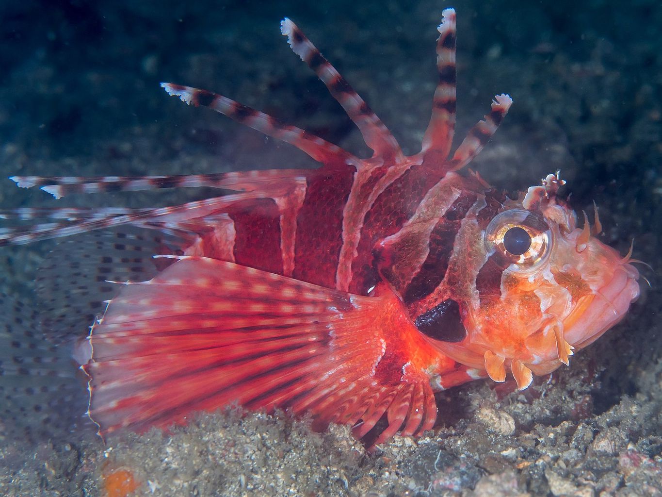 Dwarf Zebra Lionfish