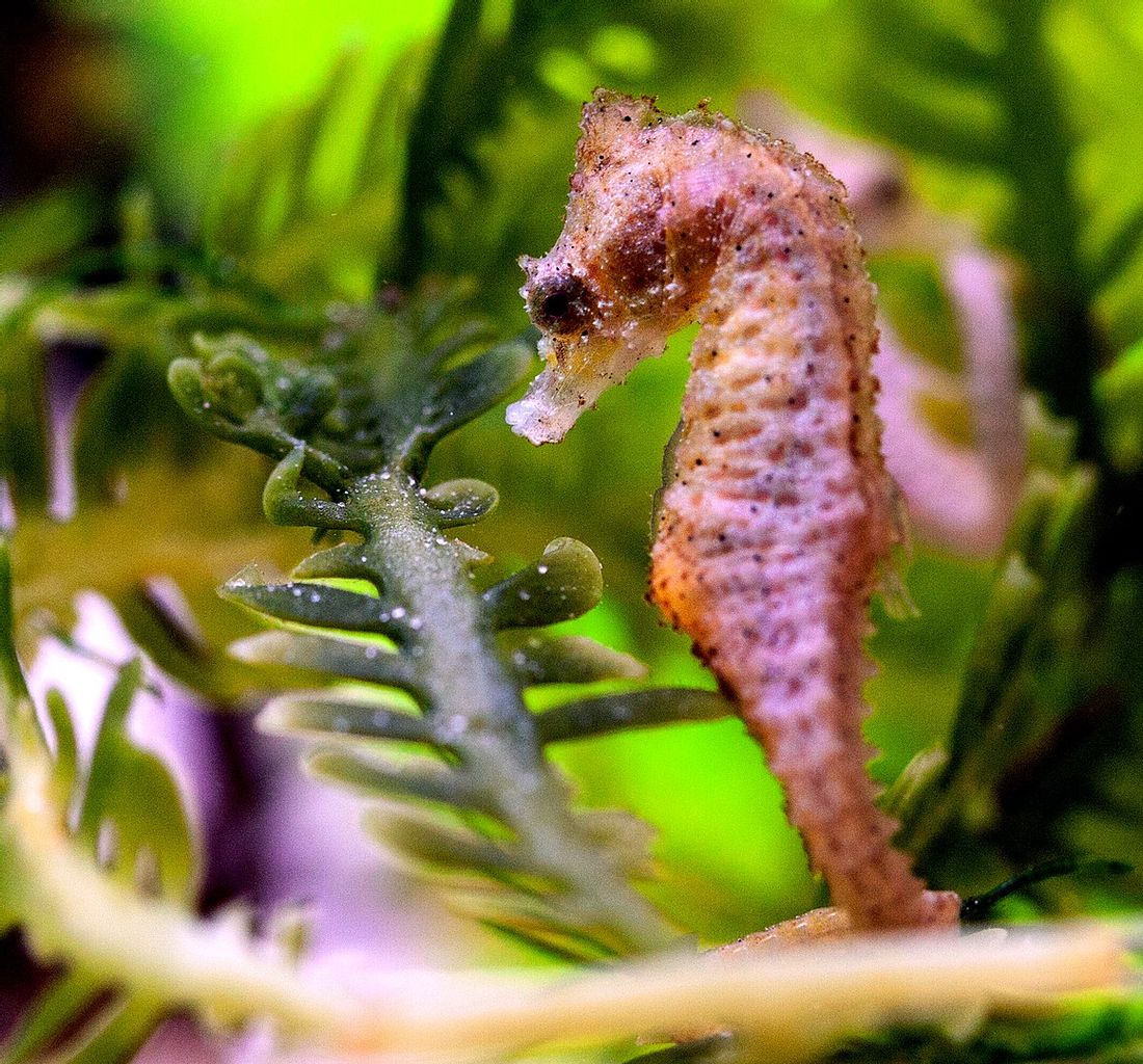 Dwarf Seahorse