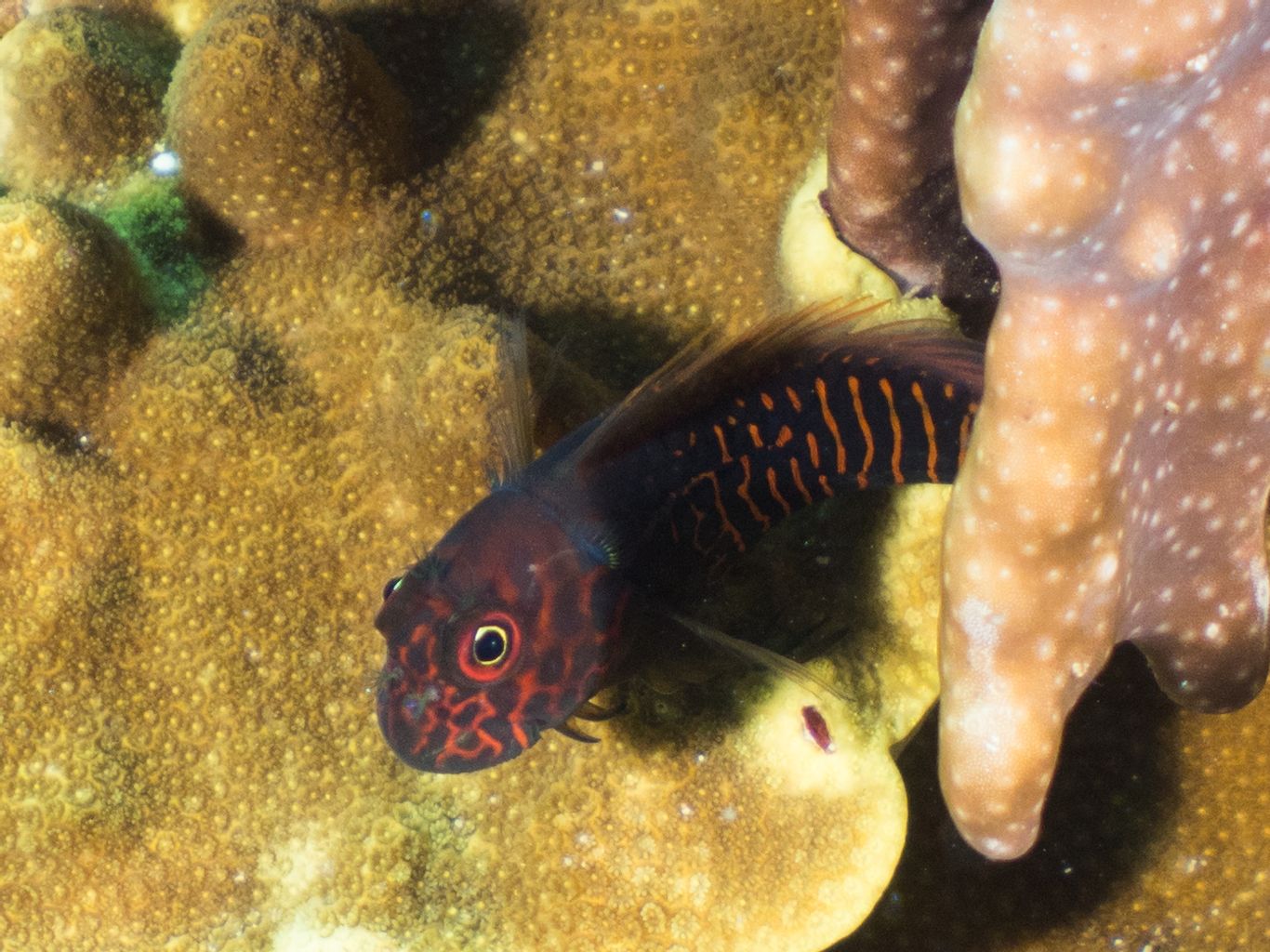 Ember Blenny