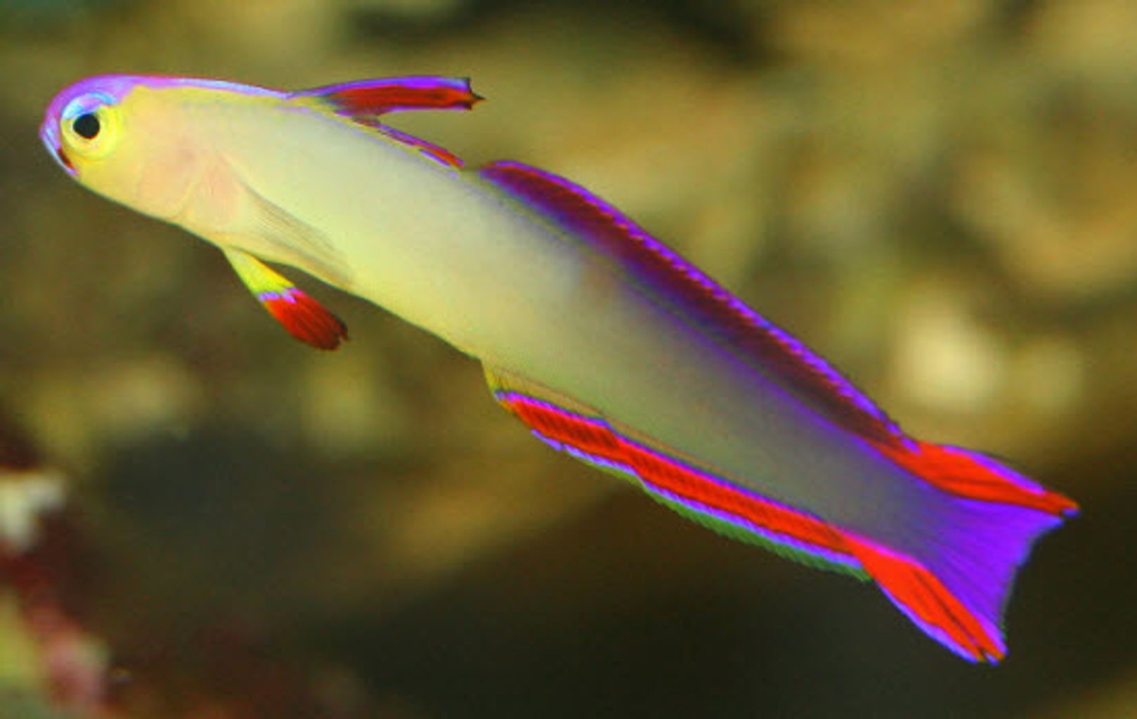 Exquisite Firefish