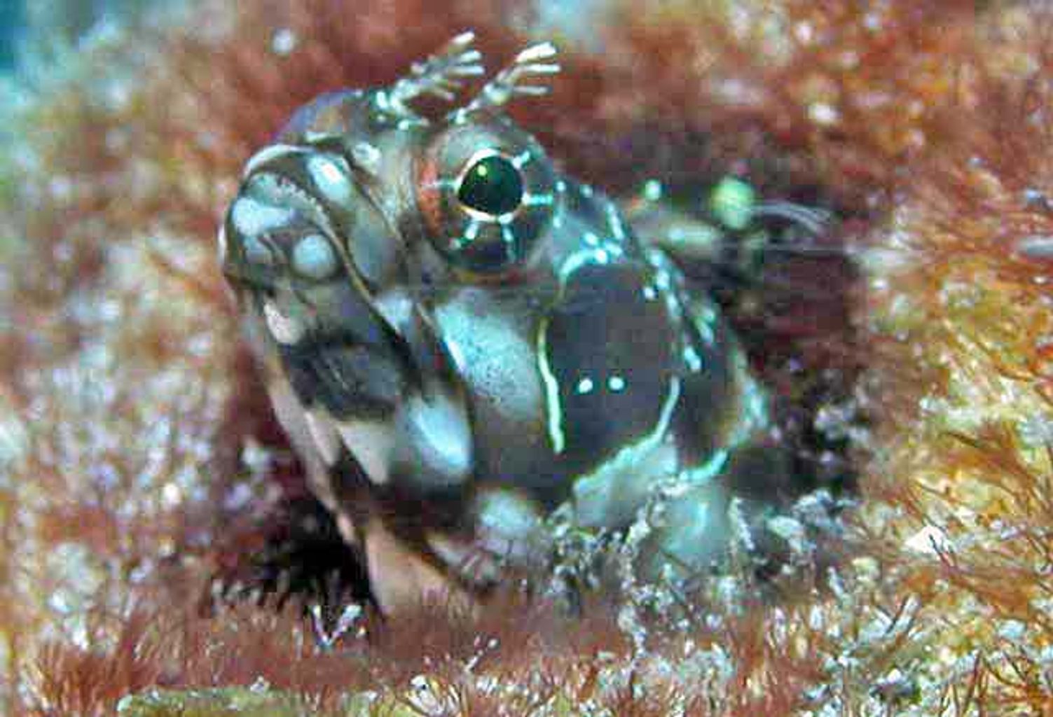 Eyebrow Barnacle Blenny