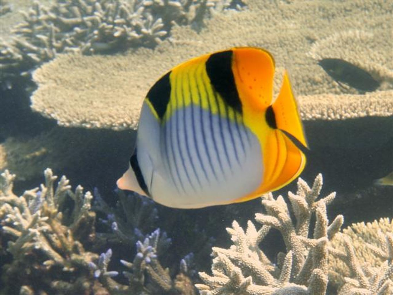 Falcula Butterflyfish