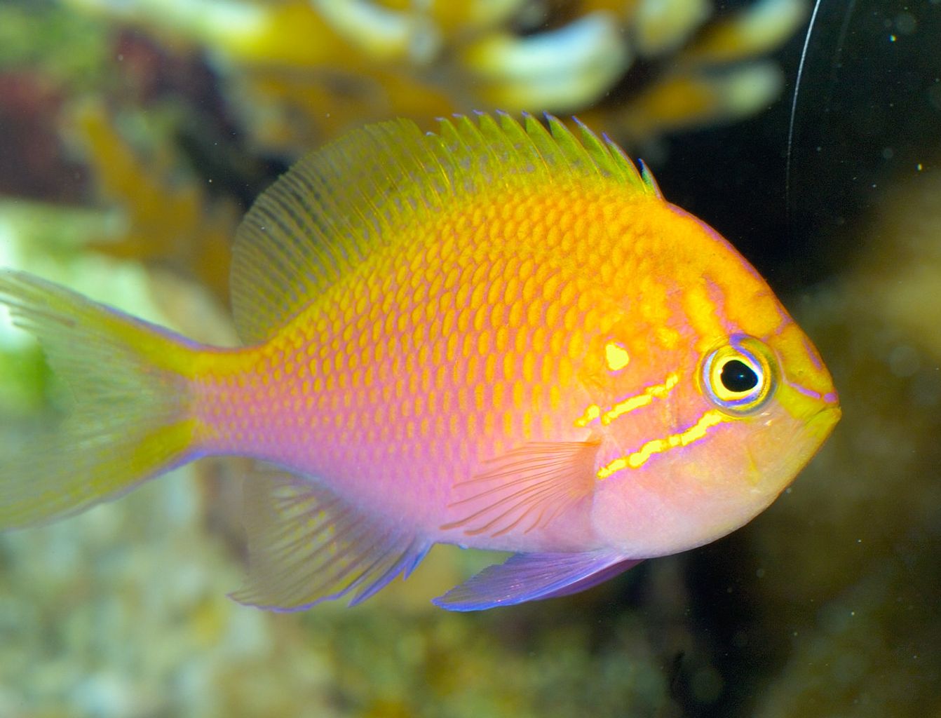 Fathead Sunburst Anthias