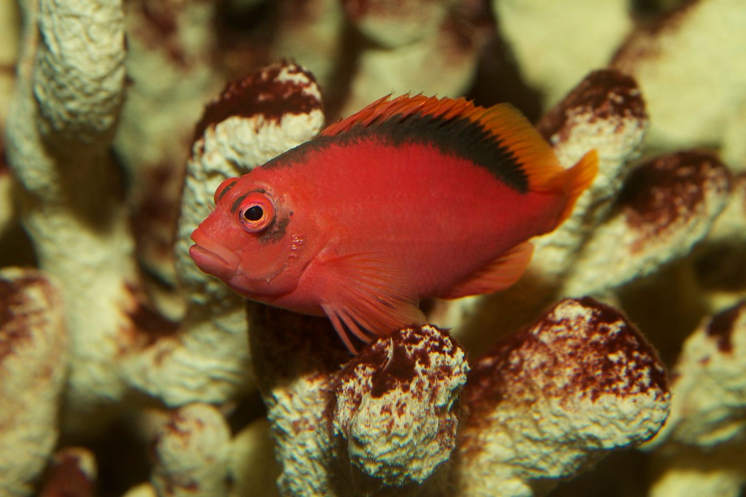 Flame Hawkfish