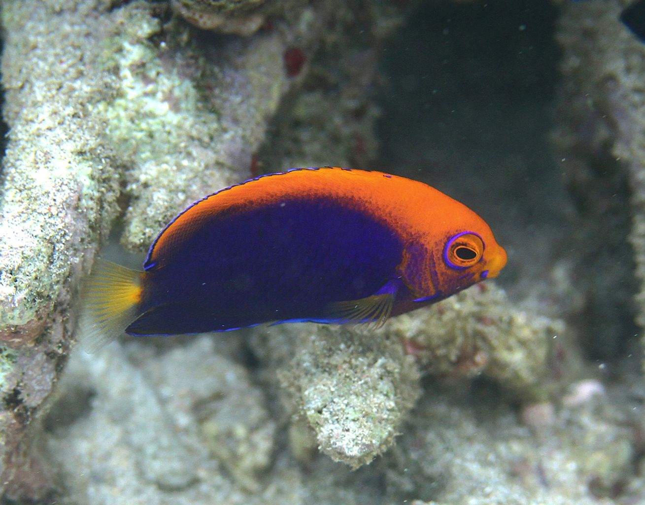 Flameback Angelfish