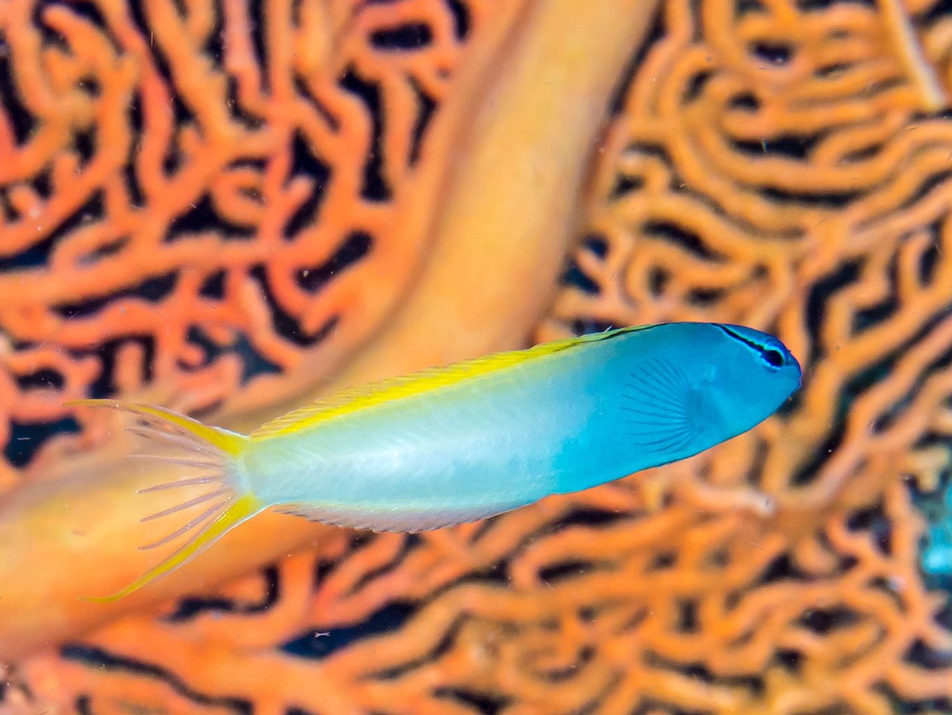 Forktail Blenny