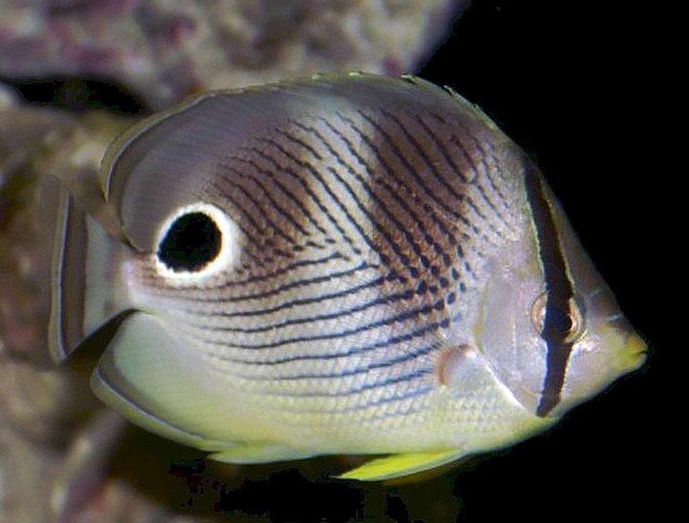 Four Eyed Butterflyfish