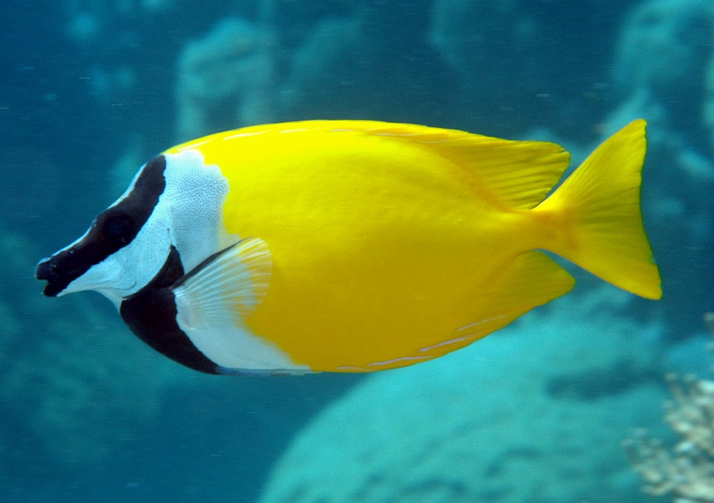 Foxface Rabbitfish