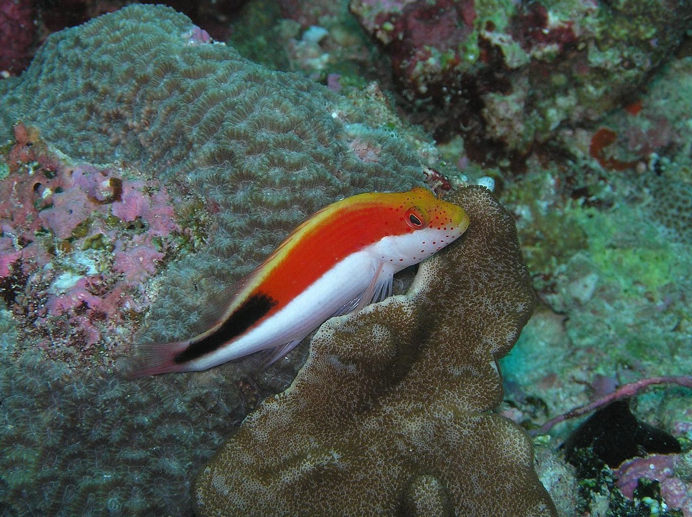 Freckled Hawkfish