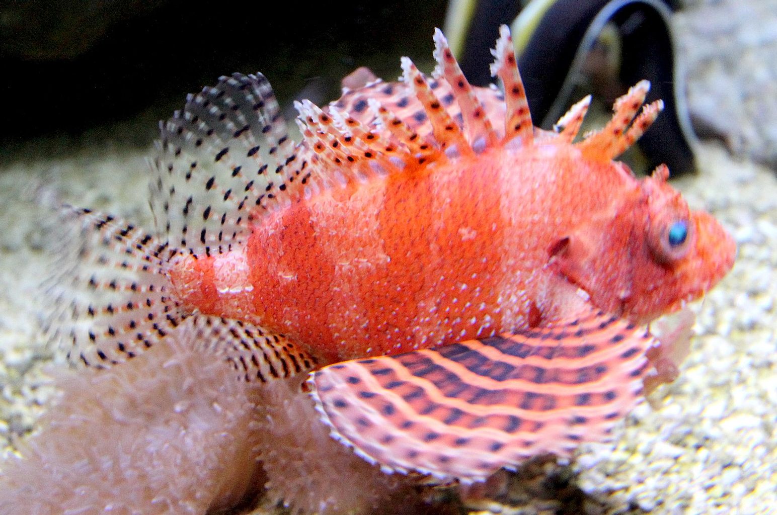 Fuzzy Dwarf Lionfish