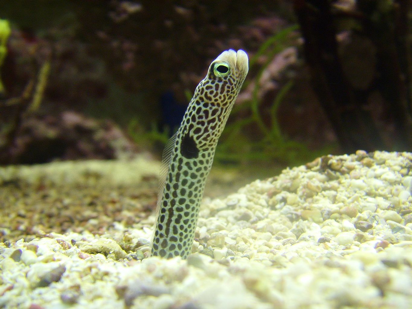 Garden Eel