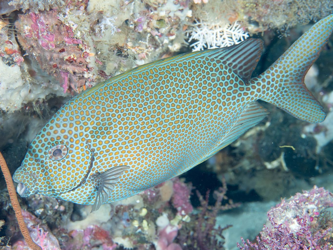 Gold Spotted Rabbitfish