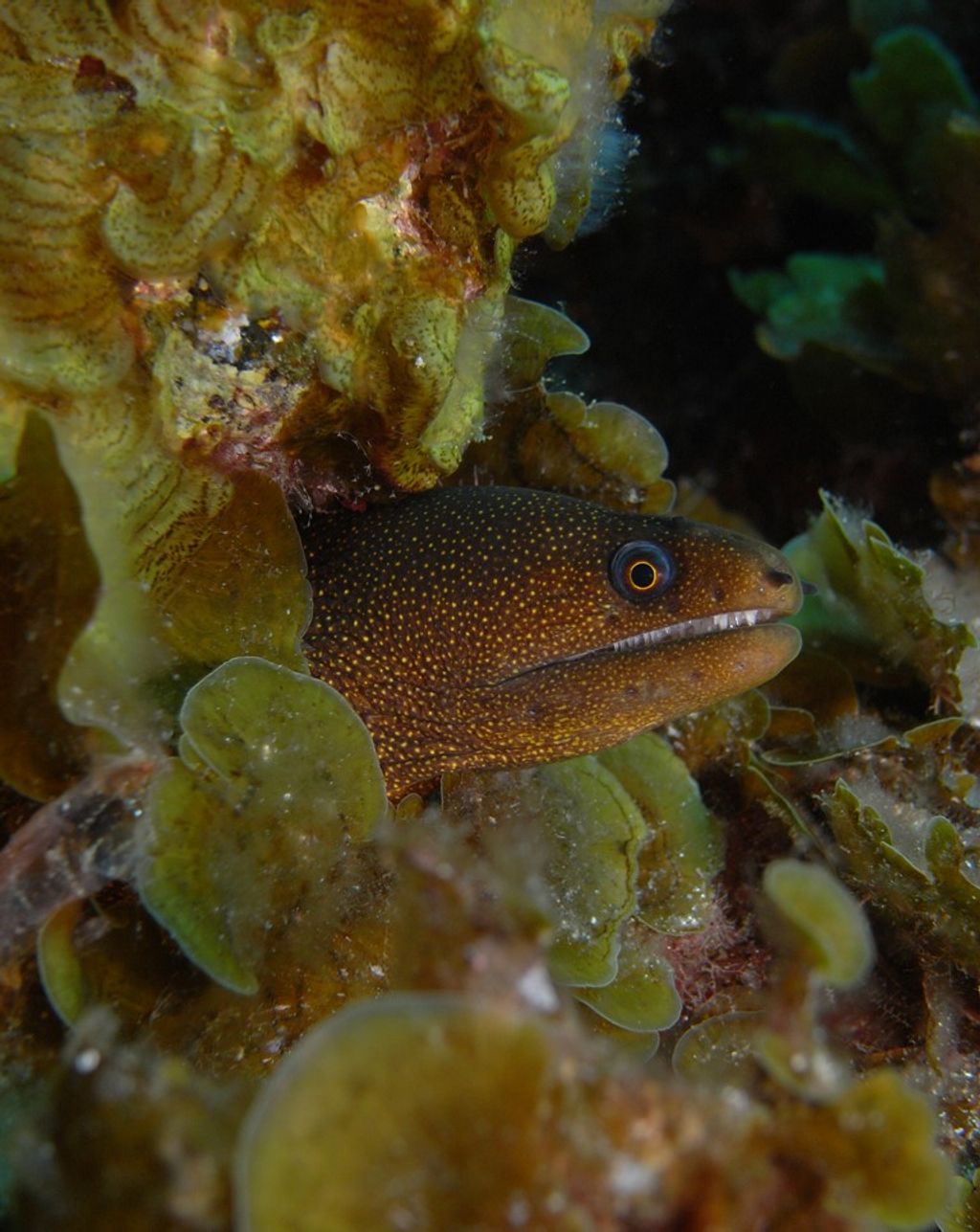 Golden Banana Moray Eel