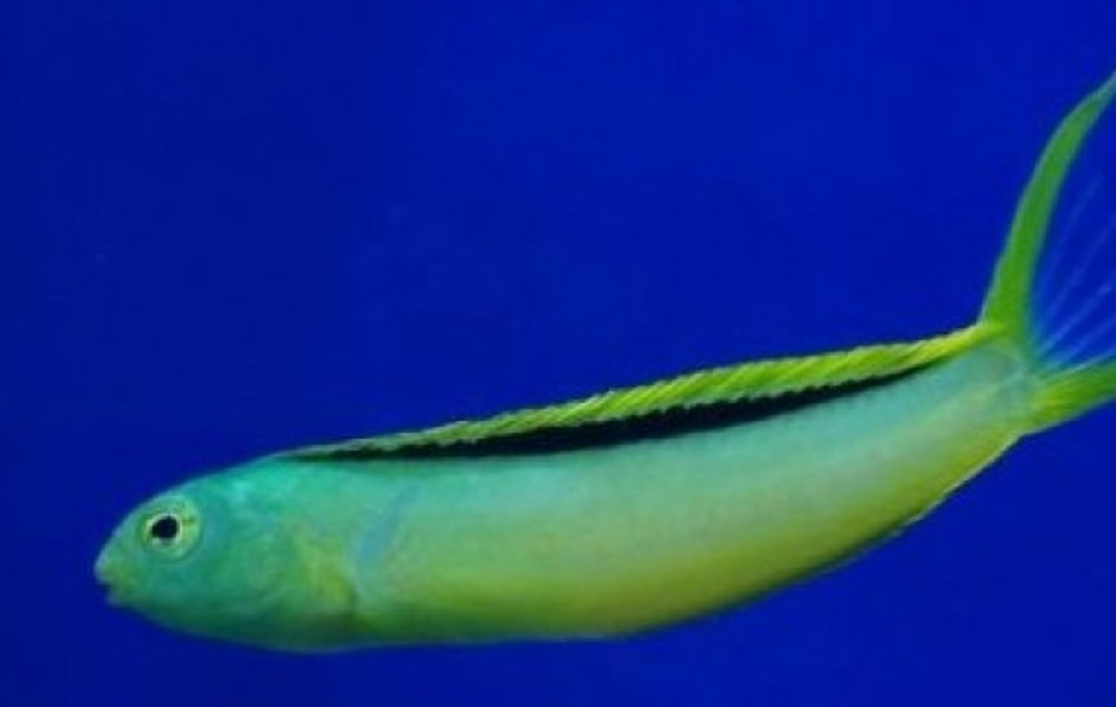 Green Canary Blenny