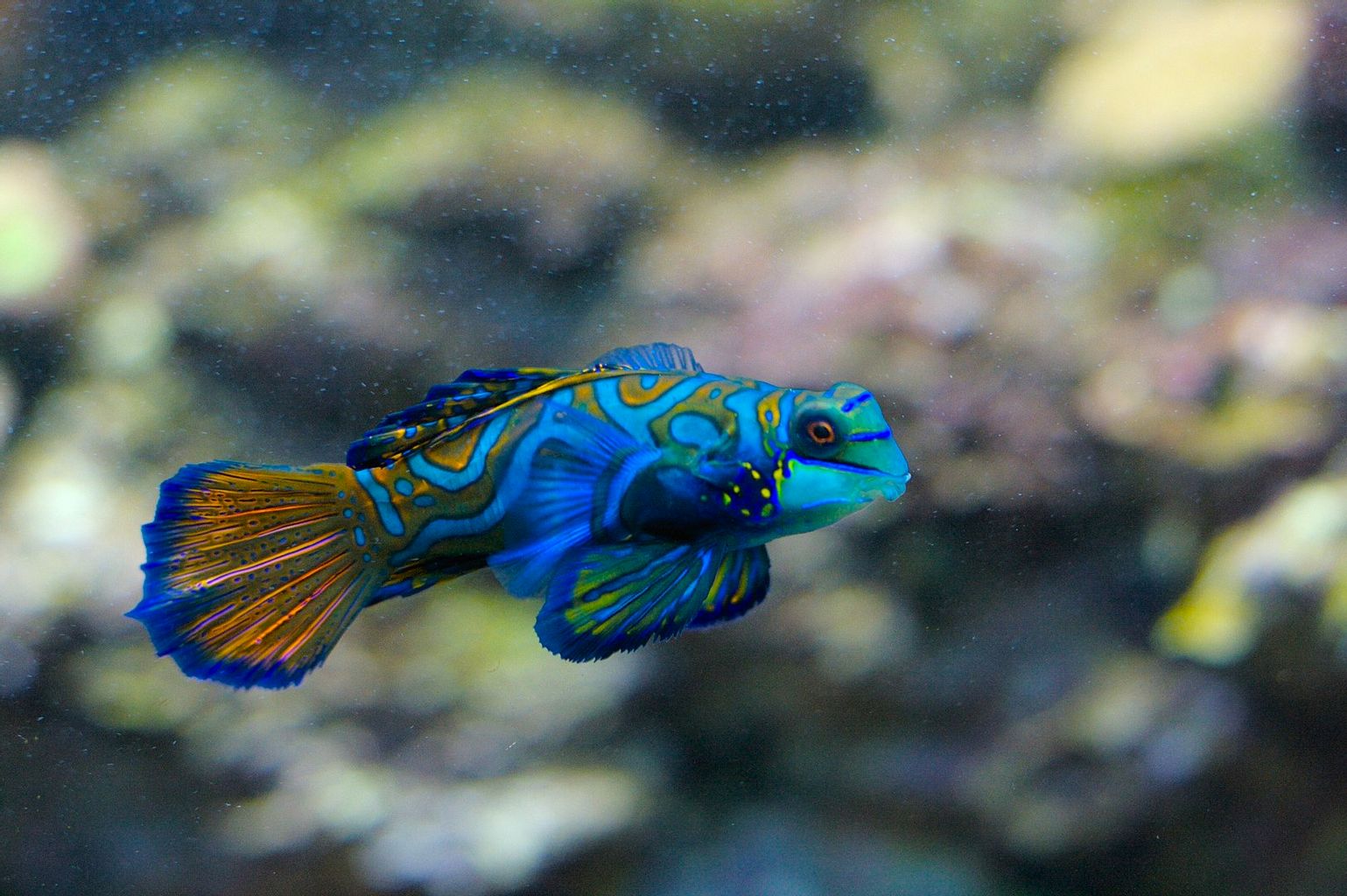 Green Mandarin Dragonet