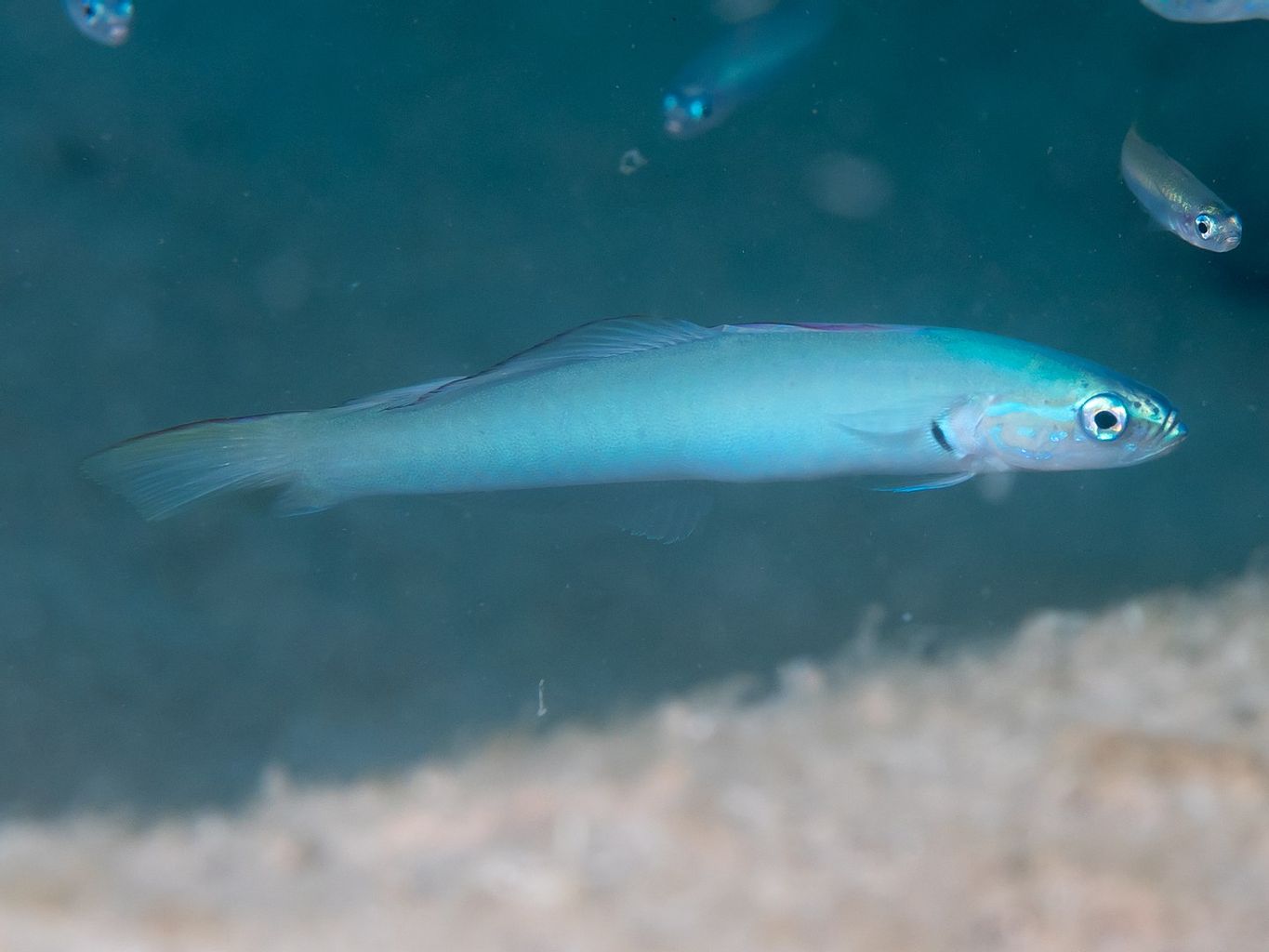 Green Silk Gudgeon Dartfish