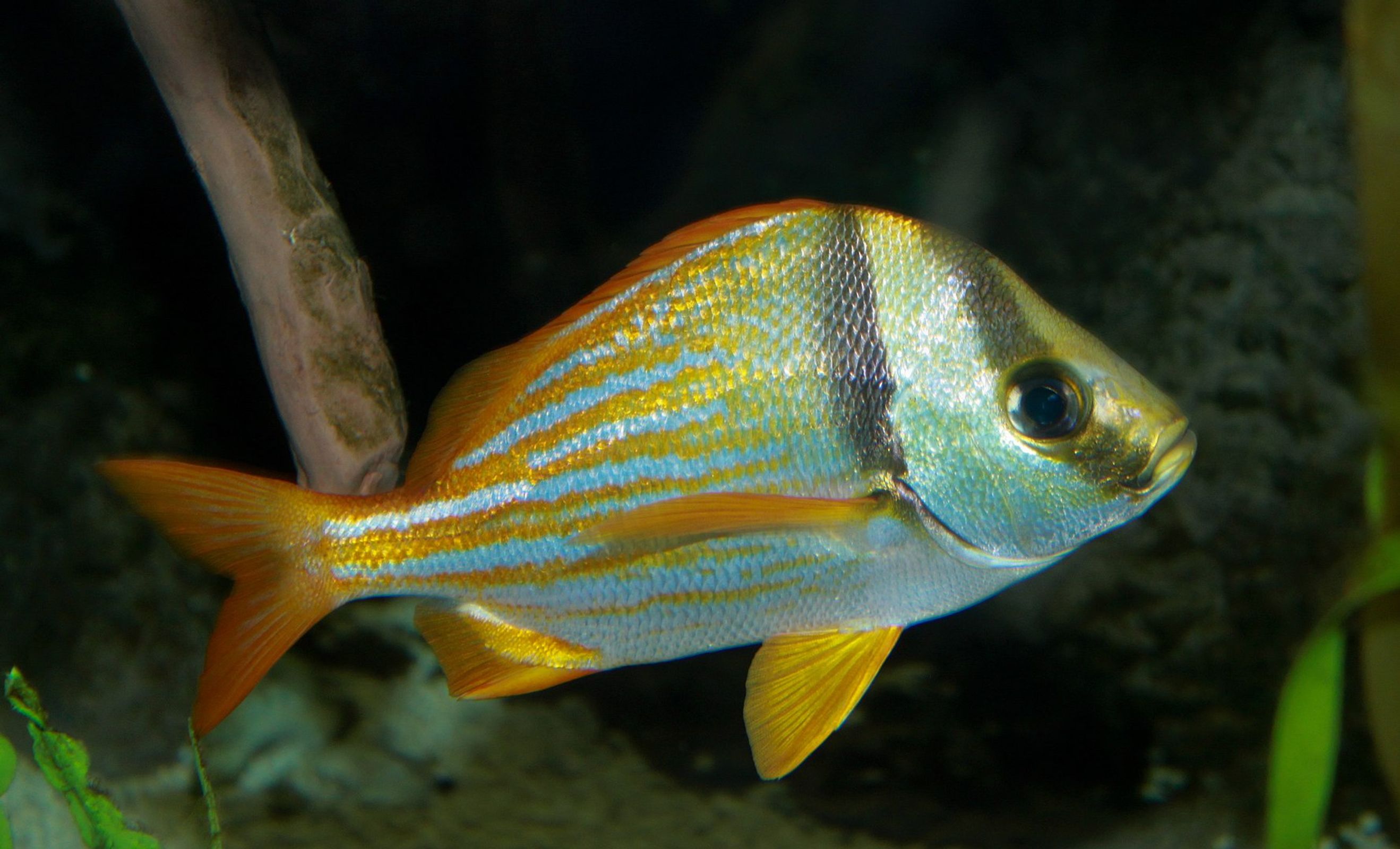 Grunts Database fish grunts-database-fish