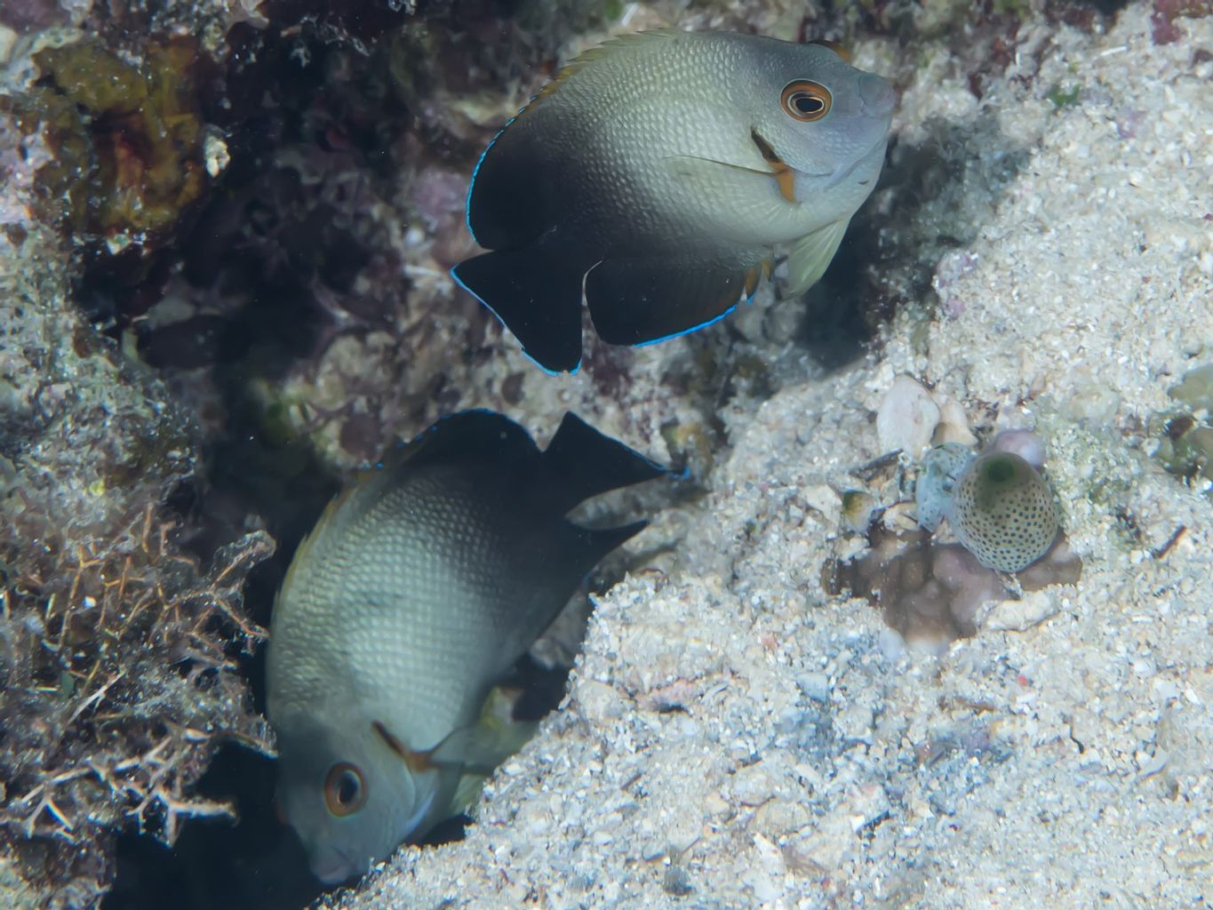 Half Black Angelfish