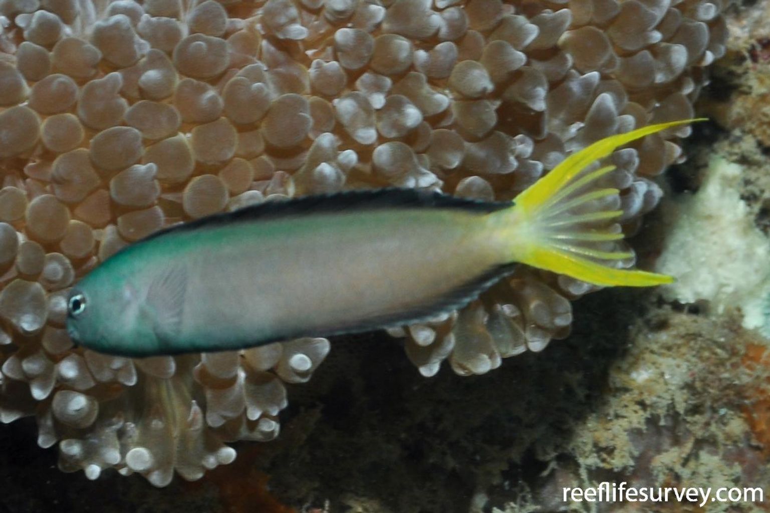 Harptail Blenny