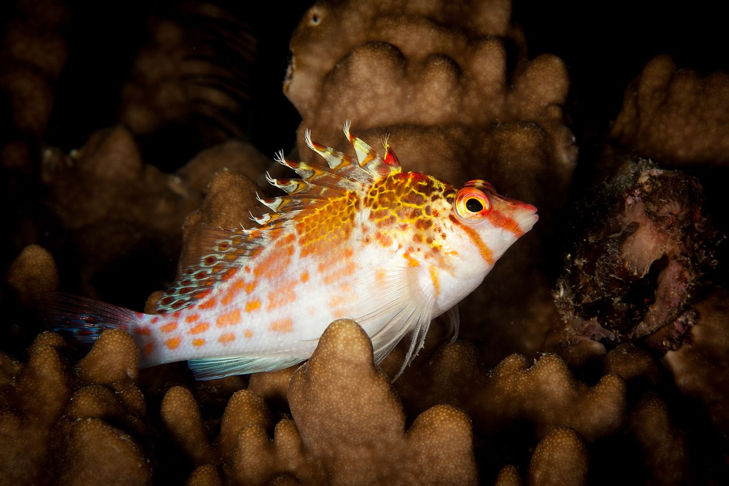Hawkfish database.fish