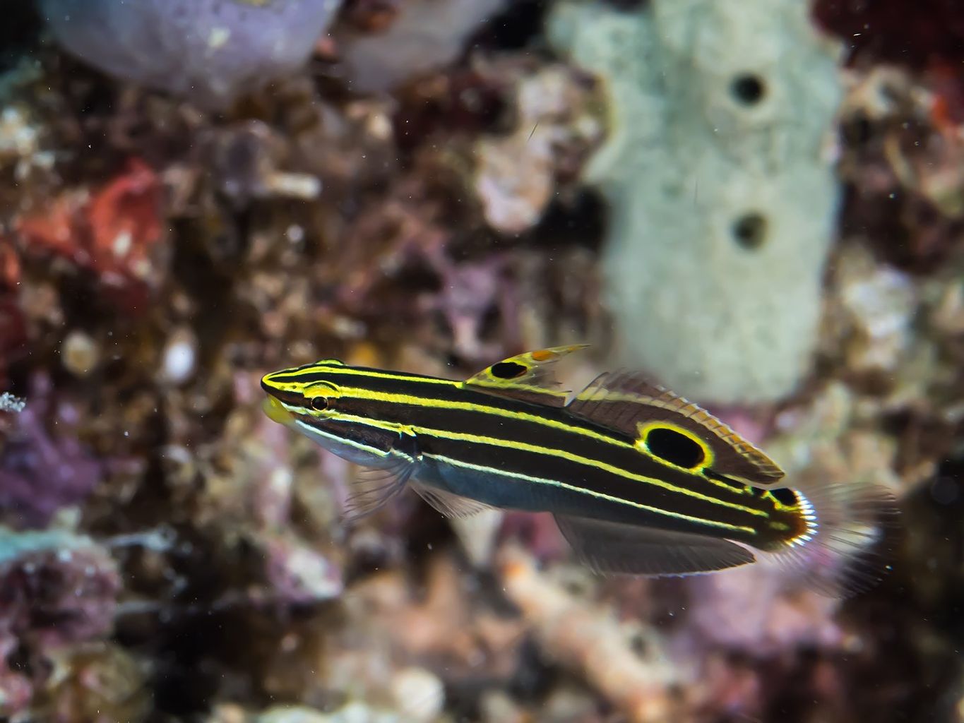 Hector's Goby