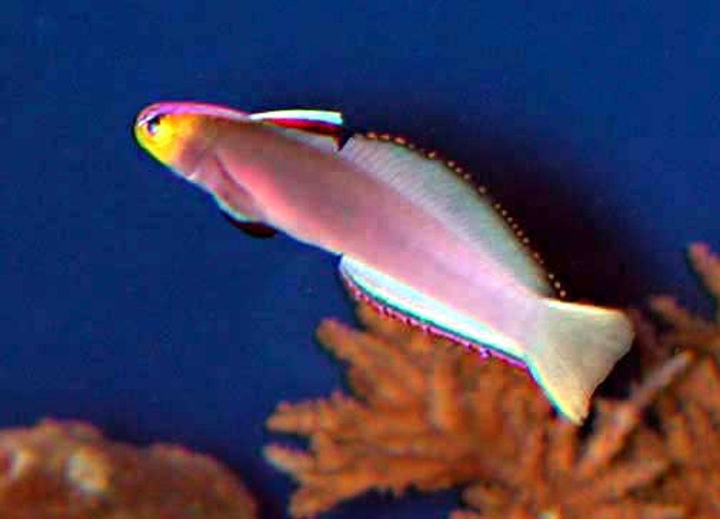 Helfrichi Firefish