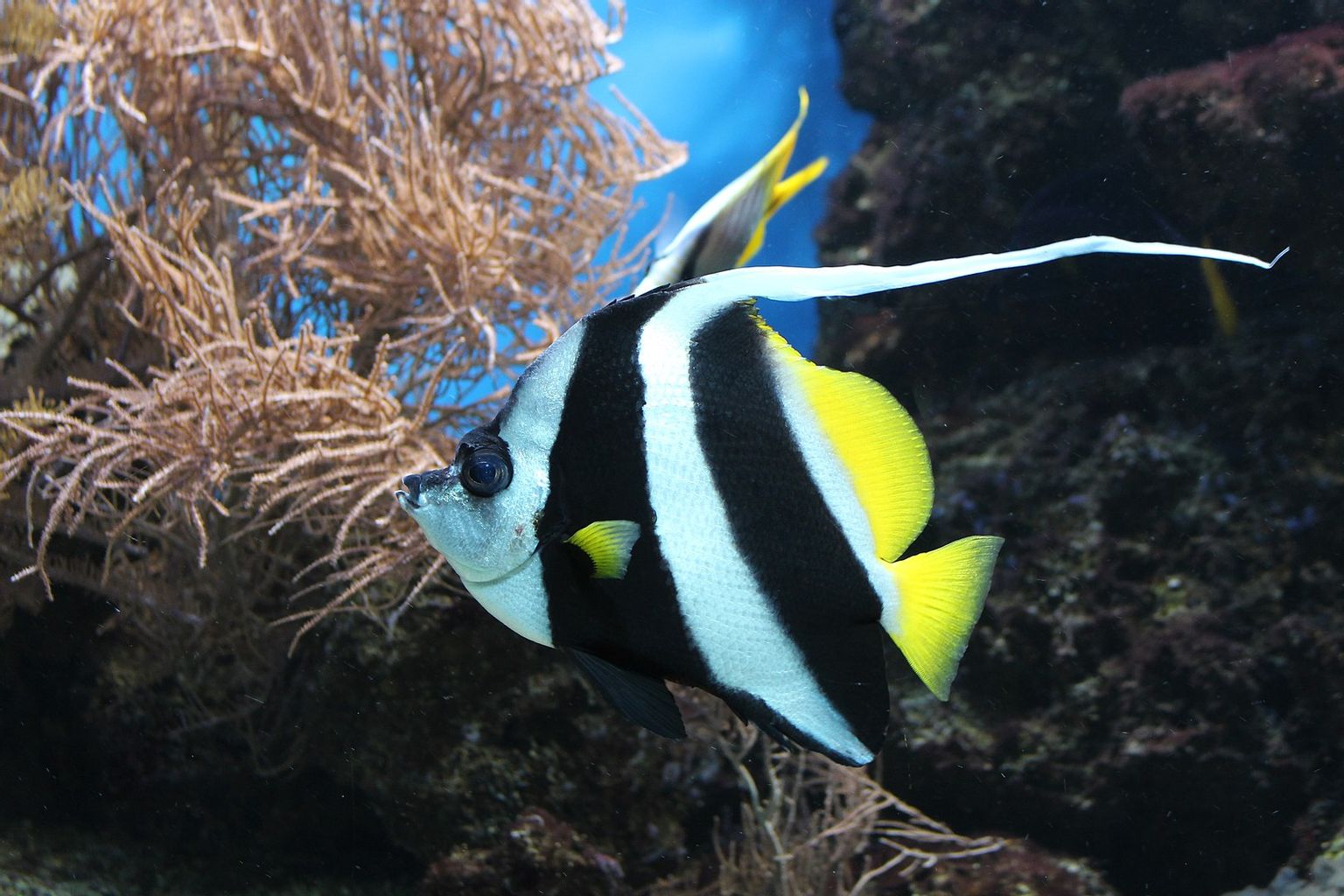 Heniochus Black & White Butterflyfish