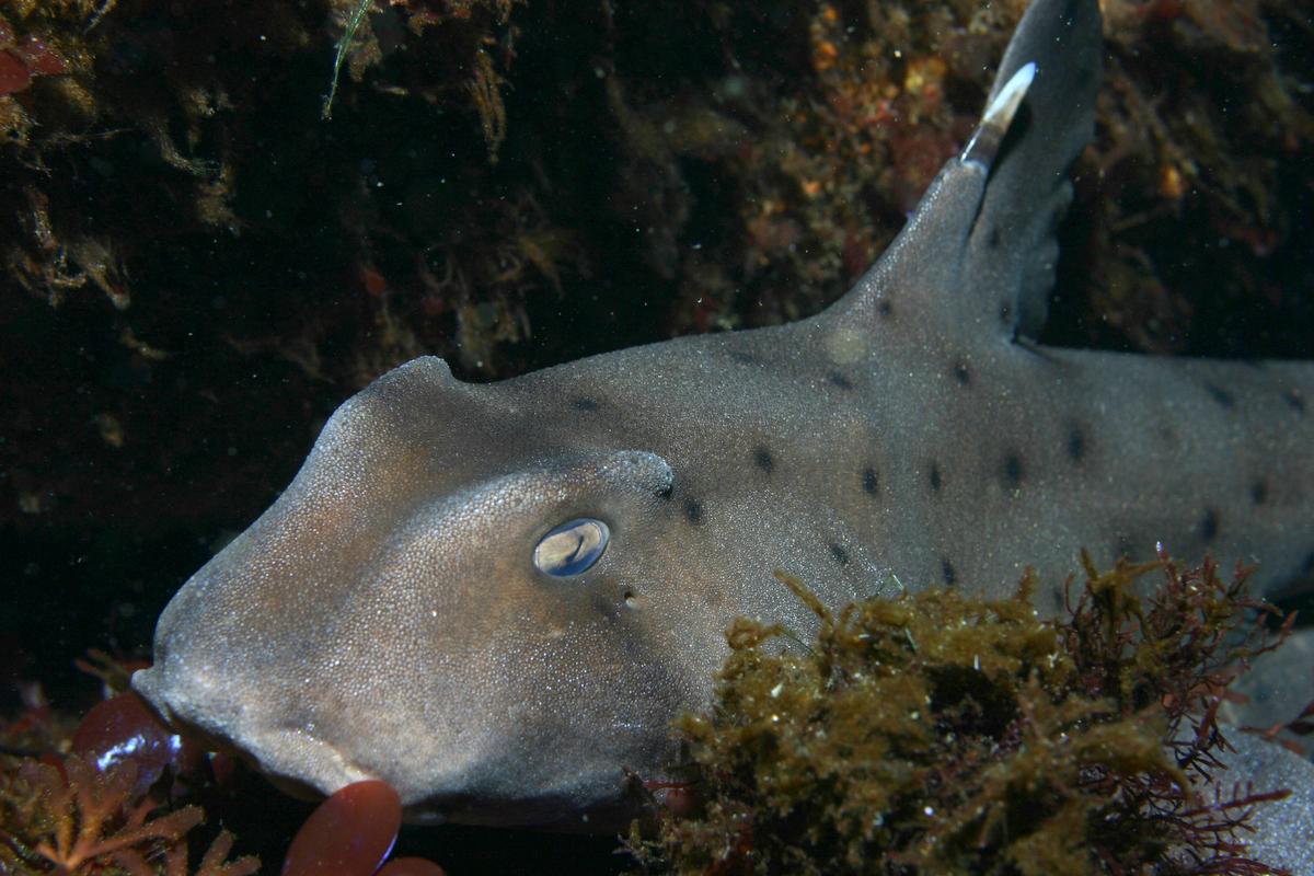 Horn Shark