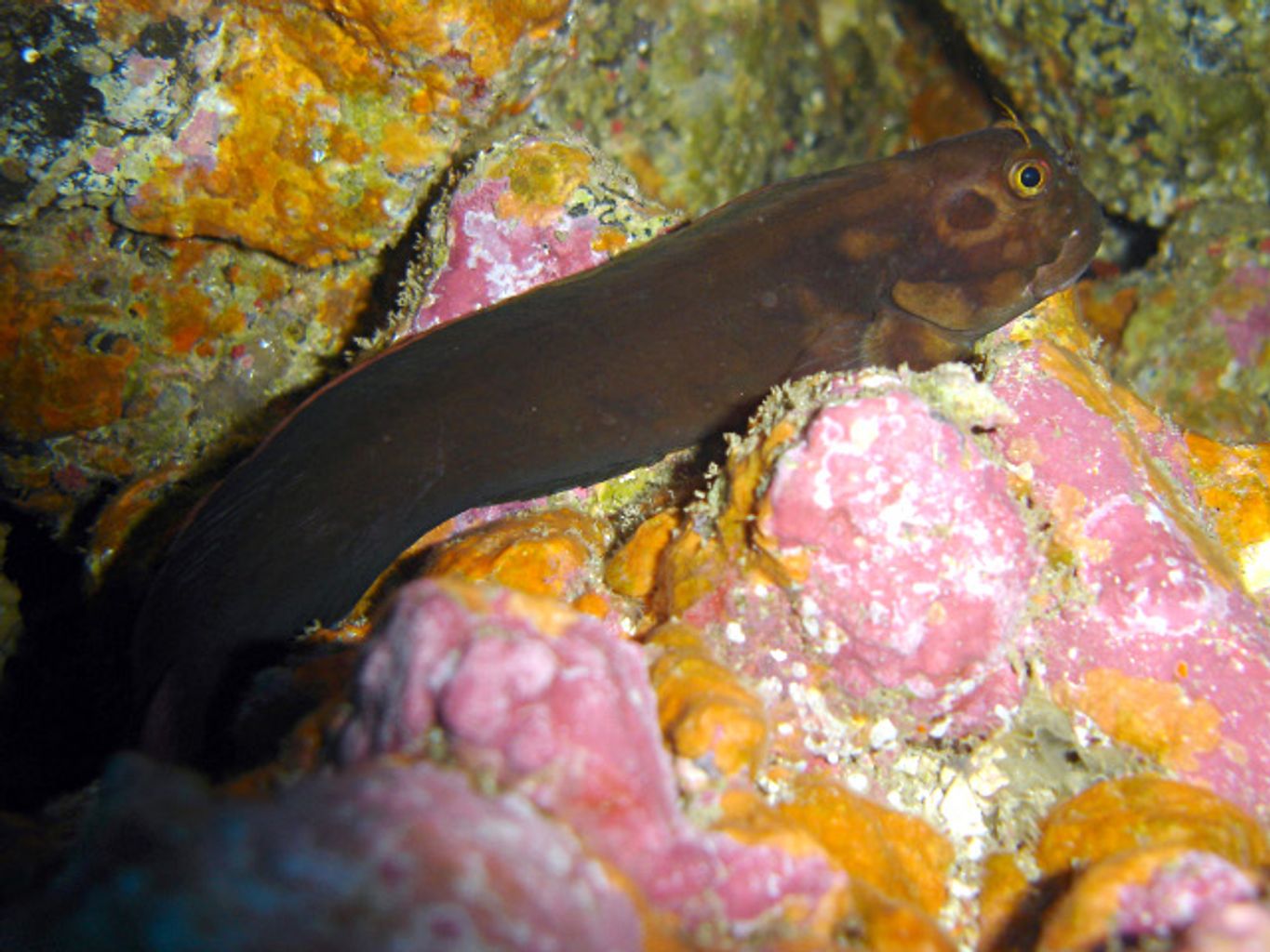 Horseface Blenny