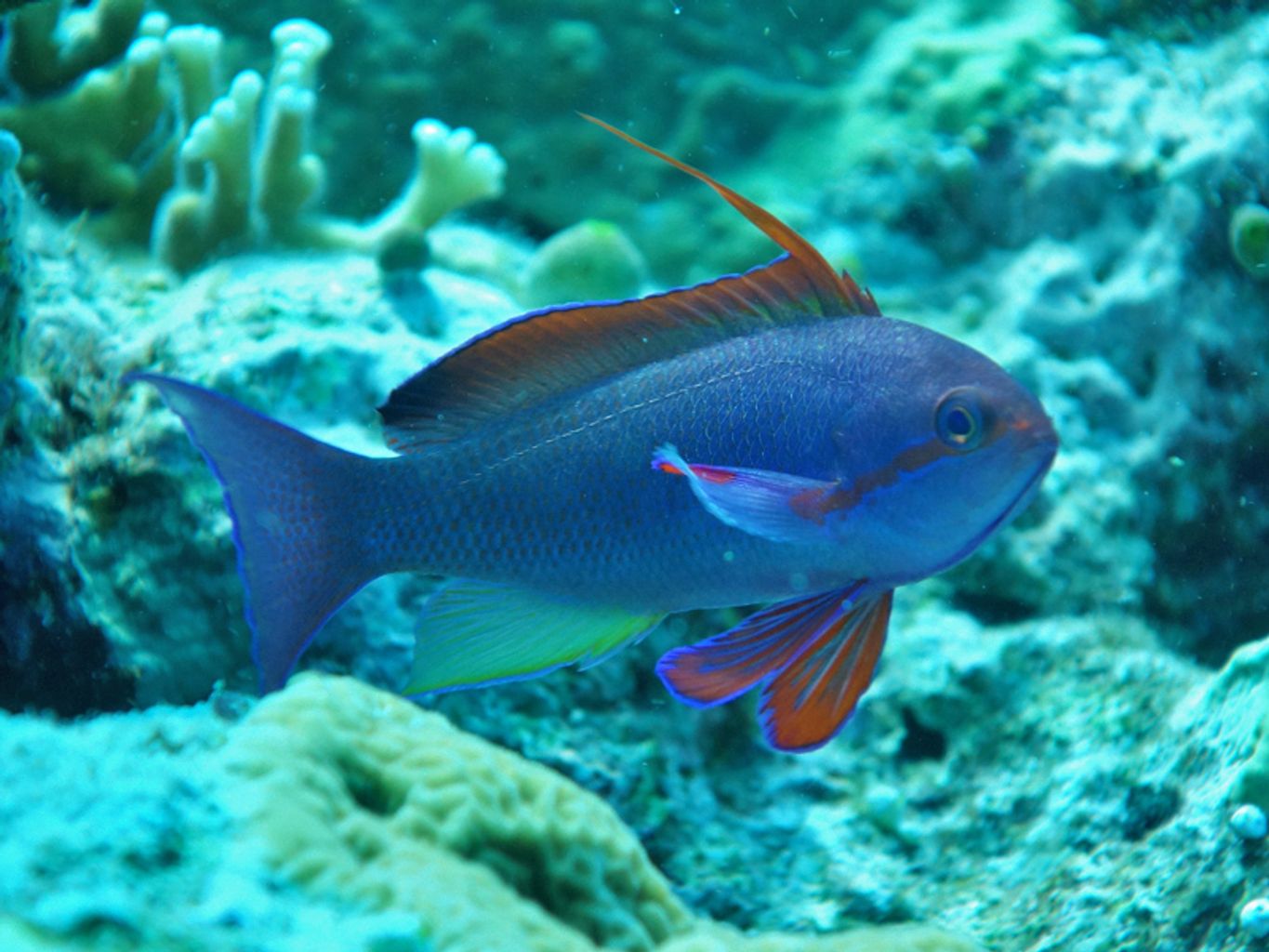 Huchtii Anthias