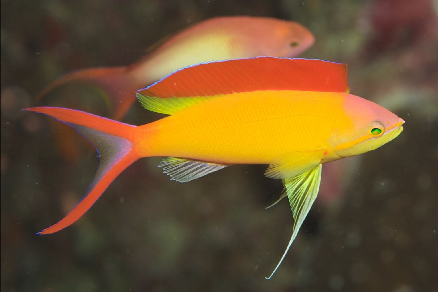 Ignitus Anthias