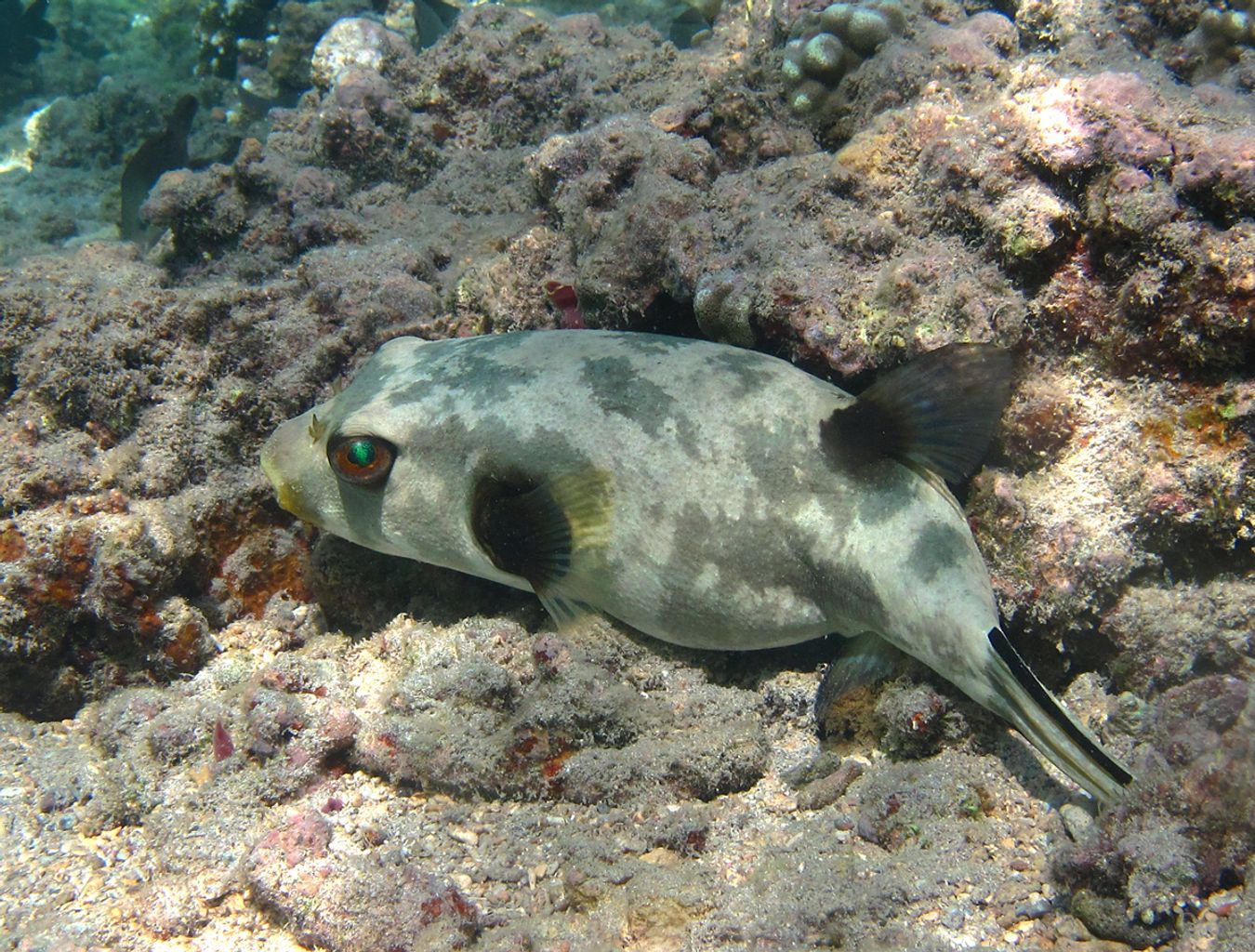 Immaculatus Puffer