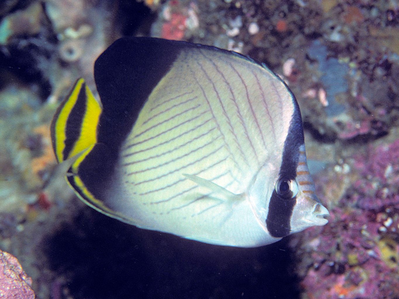 Indian Vagabond Butterflyfish