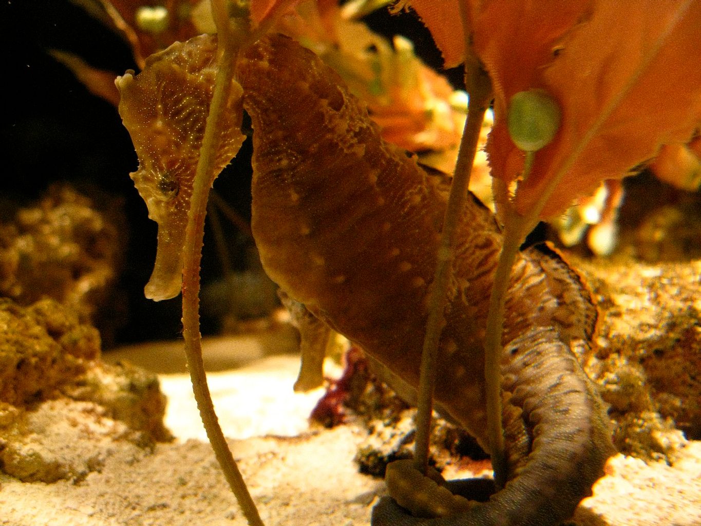 Ingen's Seahorse