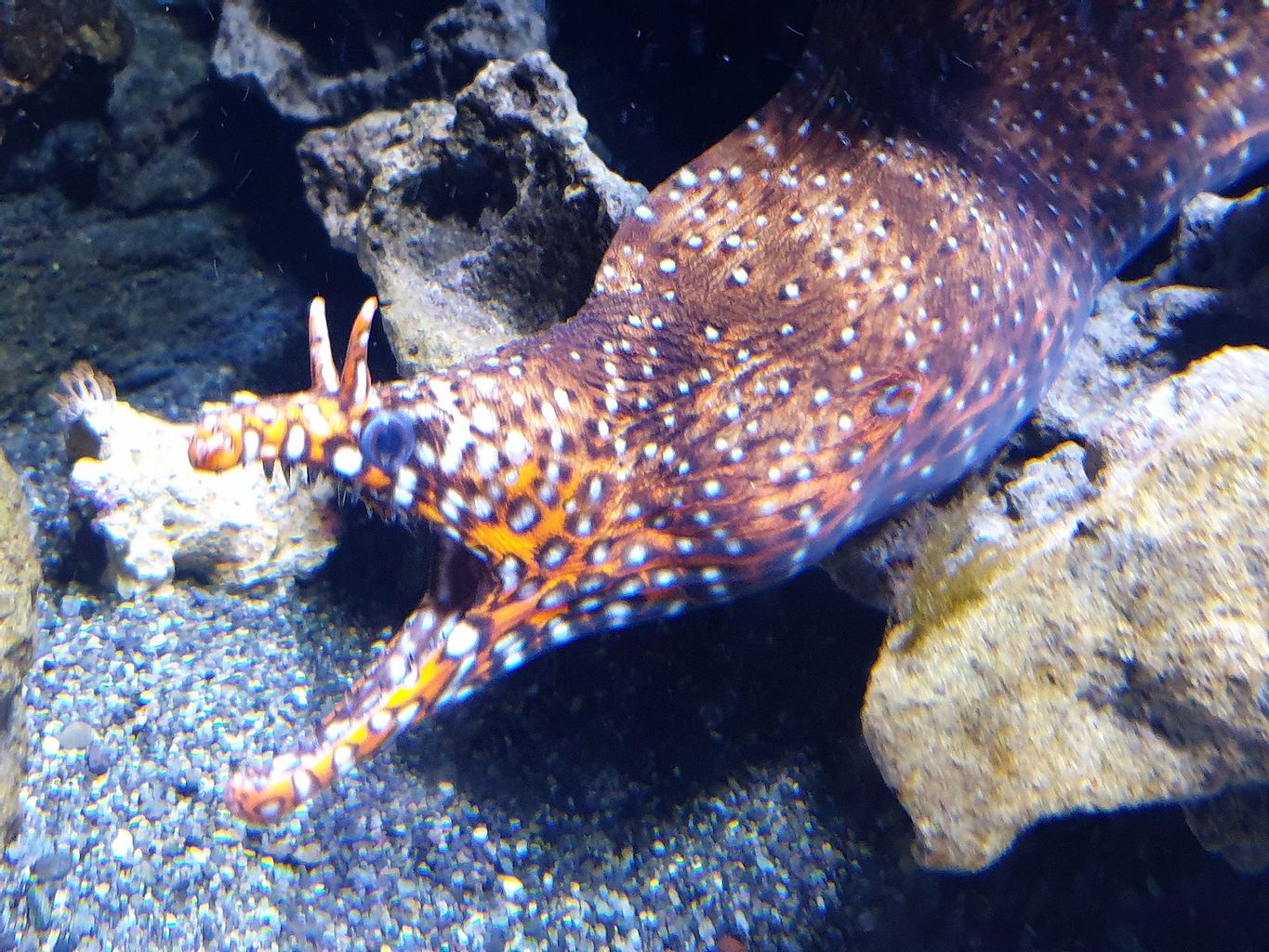 Japanese Dragon Eel