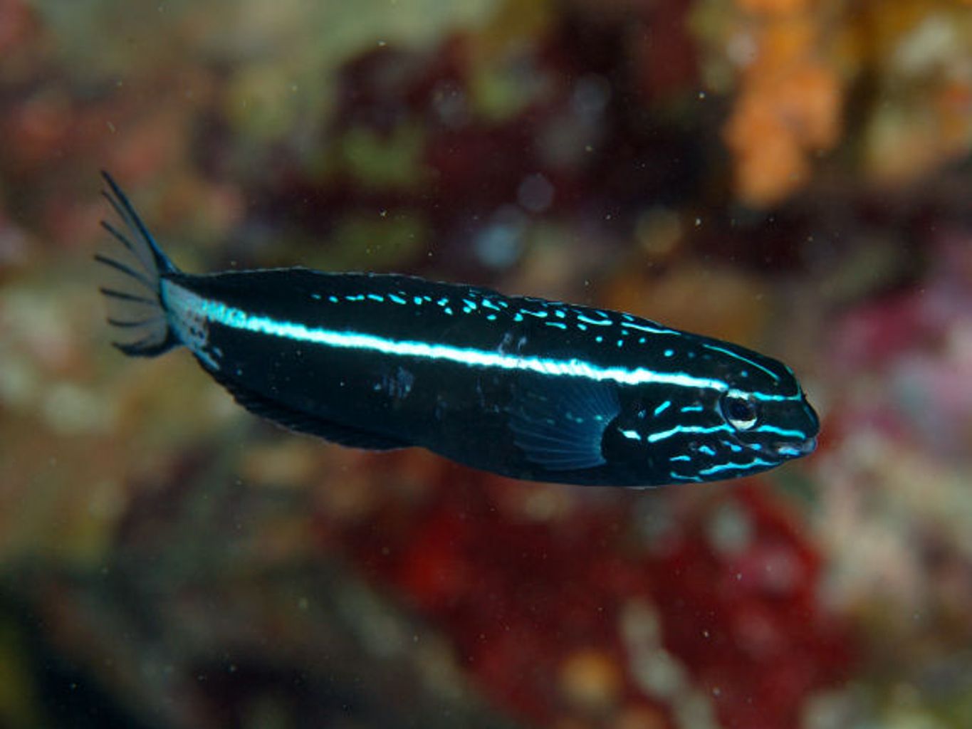 Kamohara Blenny