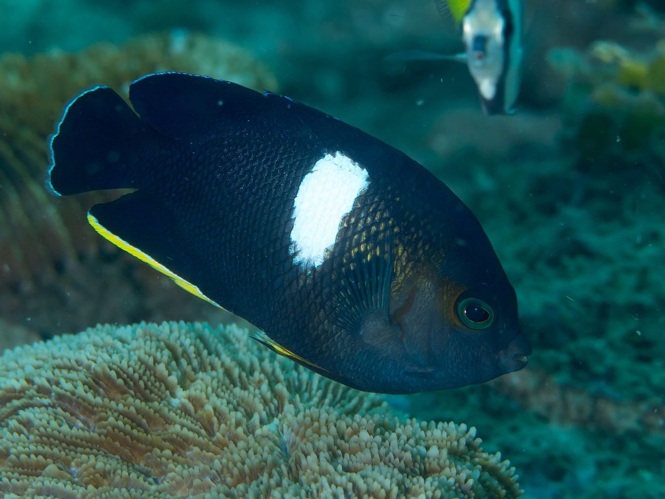 Keyhole Angelfish