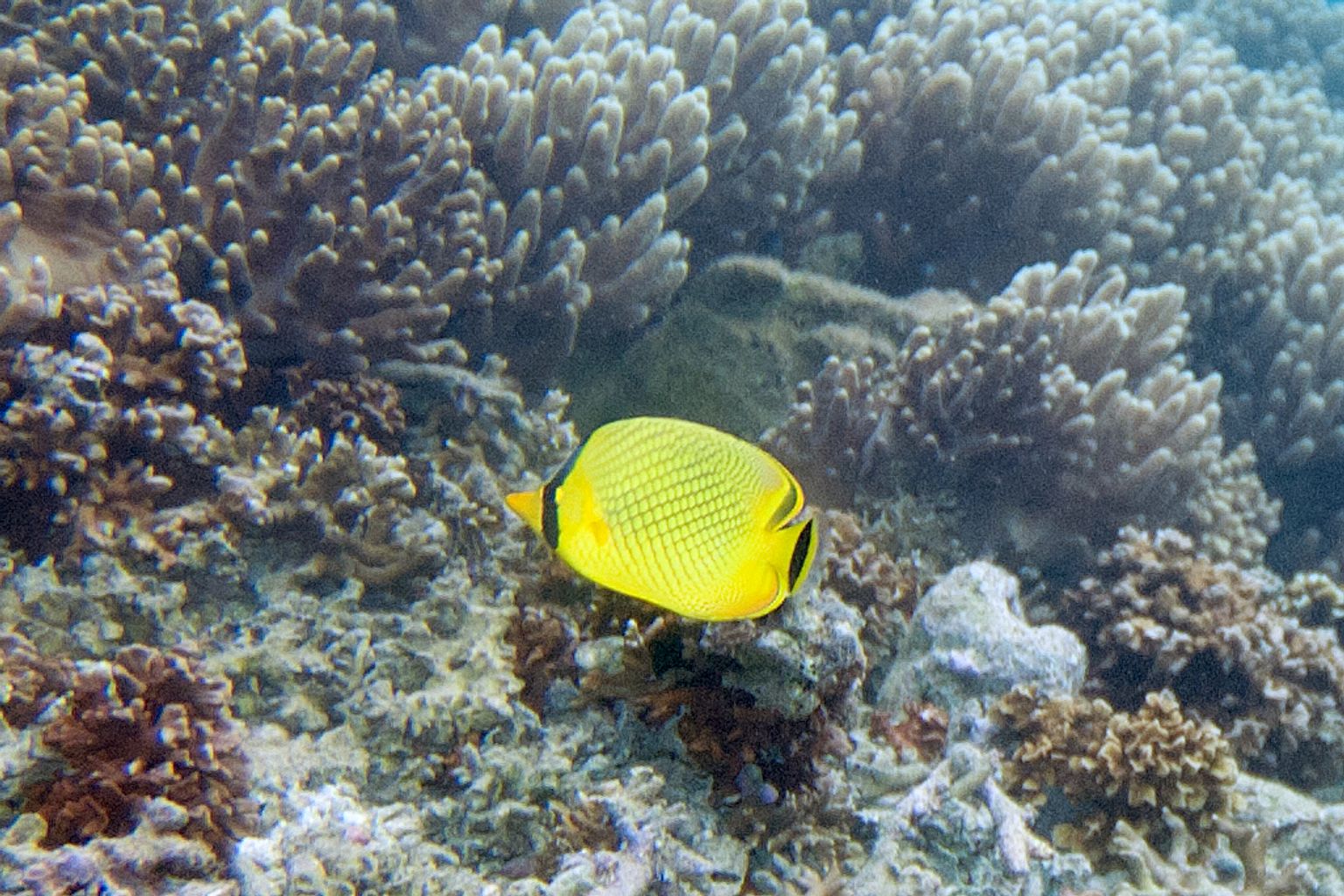 Latticed Butterflyfish