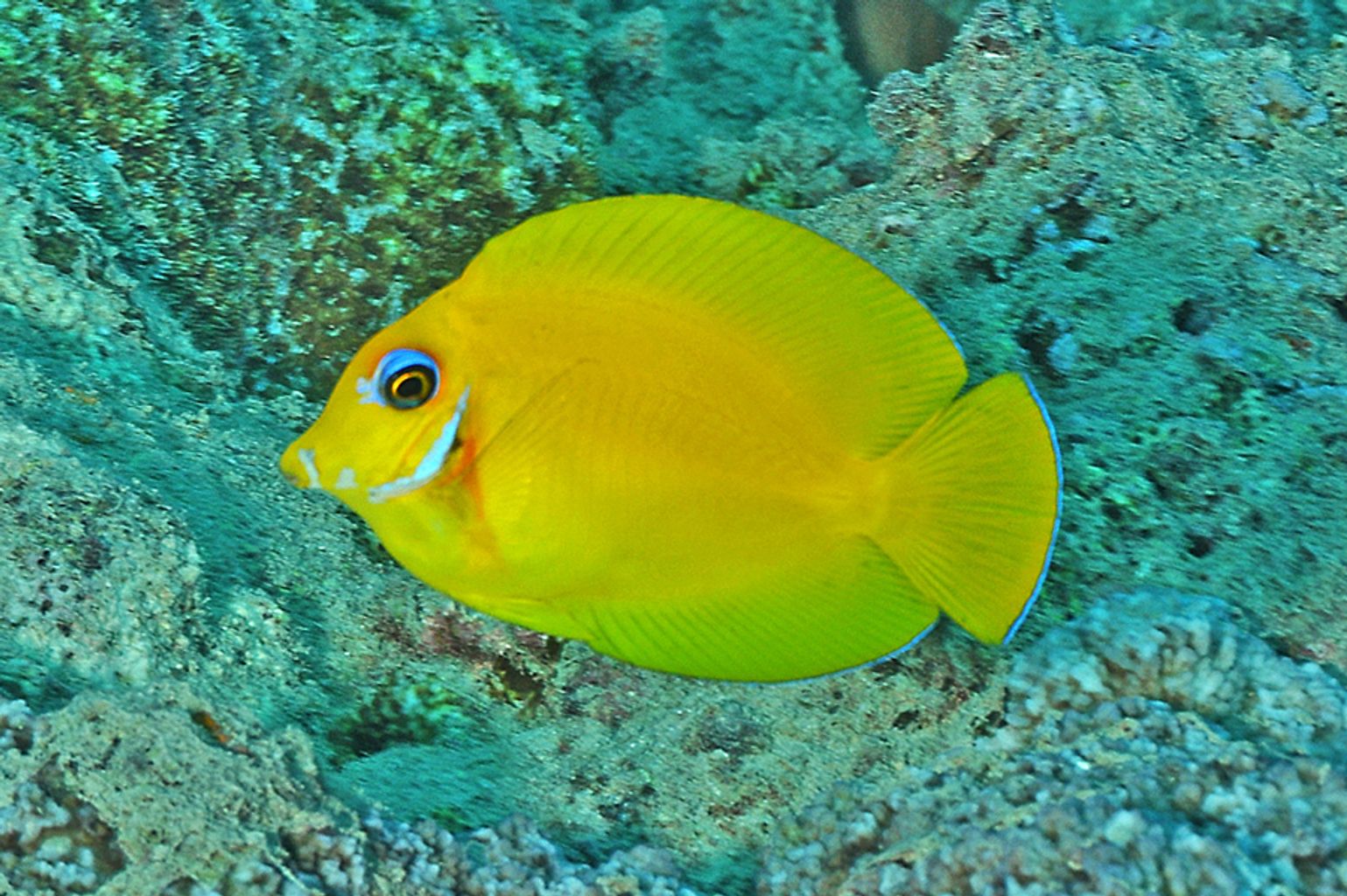 Lemon Tang