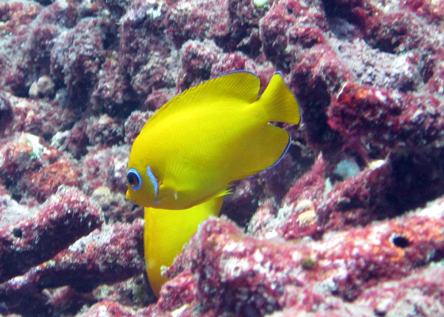 Lemonpeel Angelfish