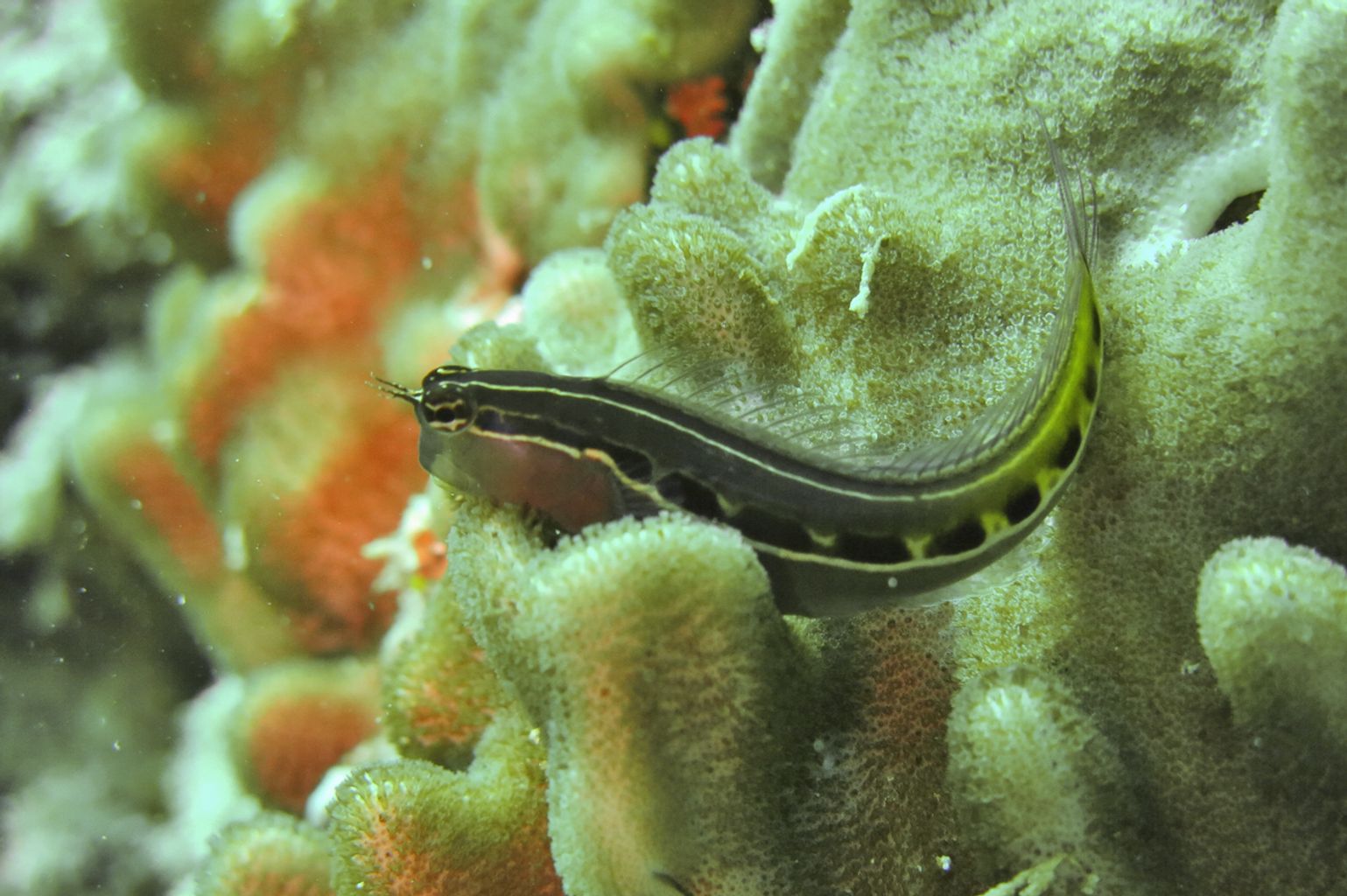 Linear Blenny