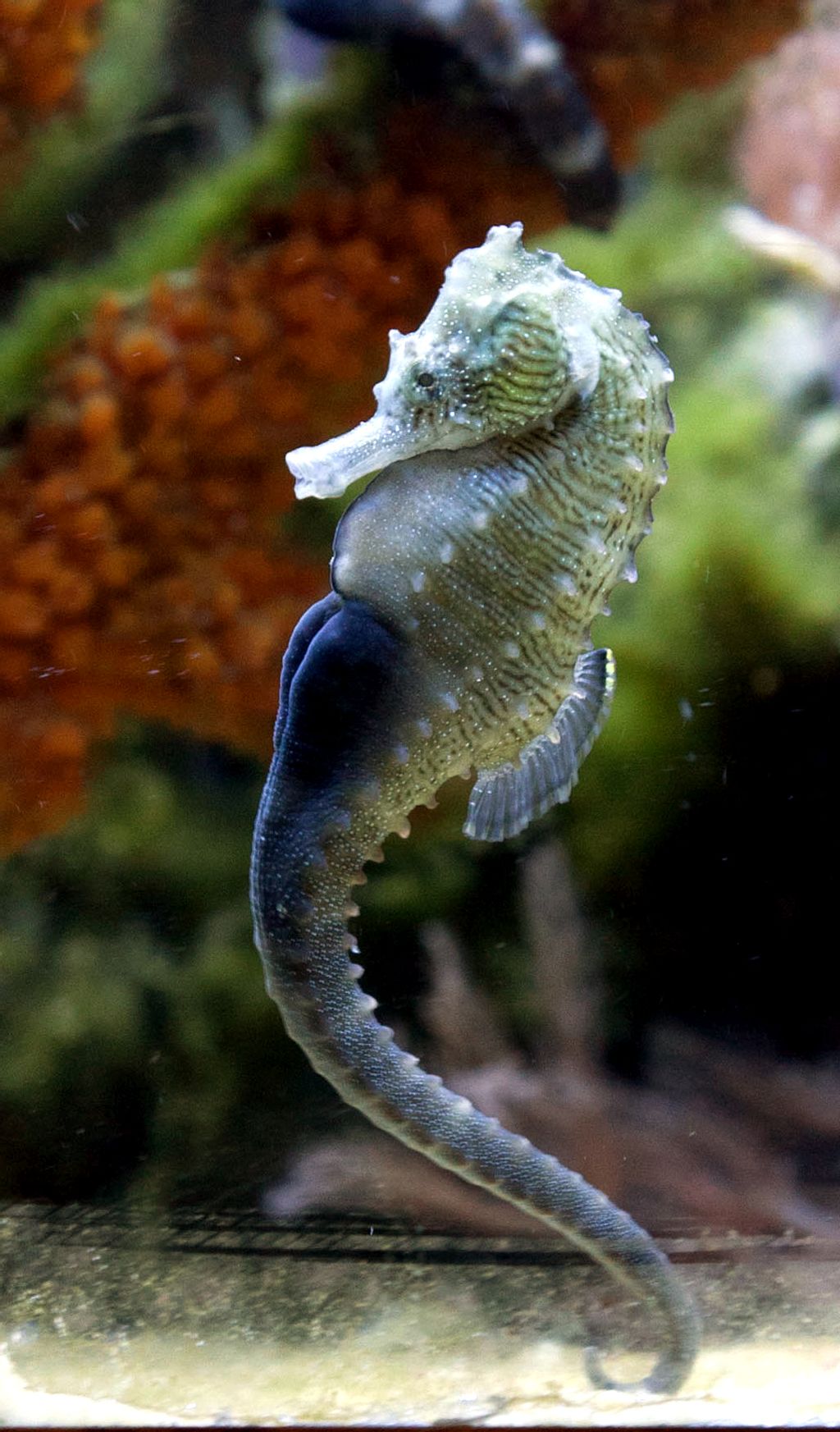 Lined Seahorse