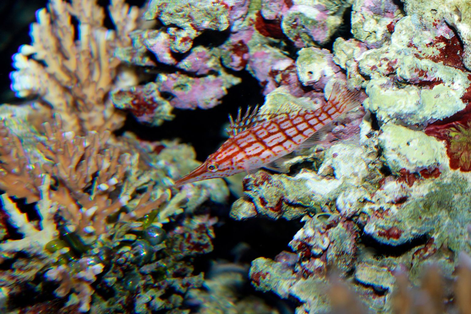 Longnose Hawkfish