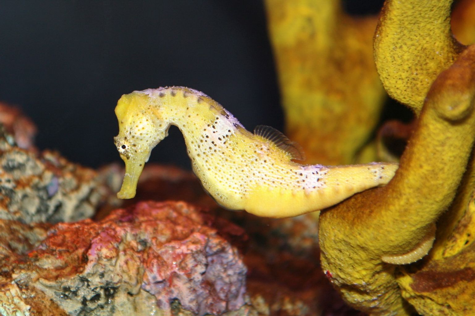 Longsnout Seahorse