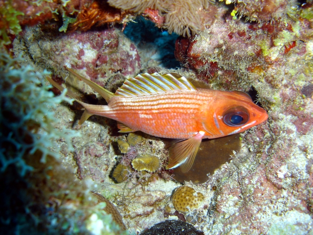Longspine Squirrelfish
