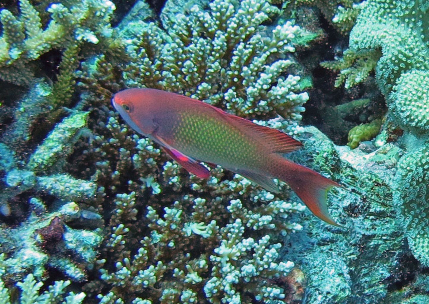 Lyretail Anthias